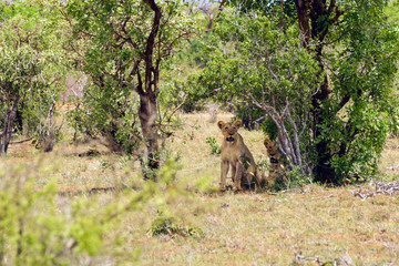 Spying the Lioness with her cub