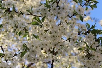 Flowers of cherries. Natural natural background.