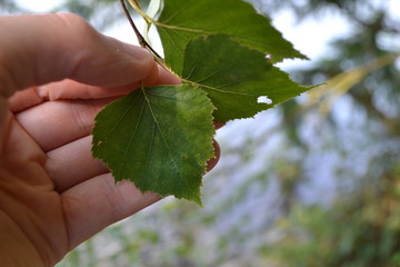 Birkenblätter im Frühling