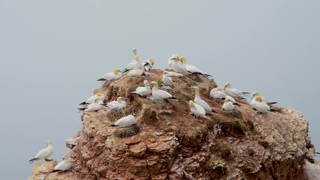 Wild migrating gannets in island Helgoland in North sea, Germany, summer time