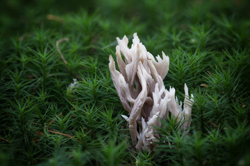 Close-up photo of clavarioid fungi on the mossy ground