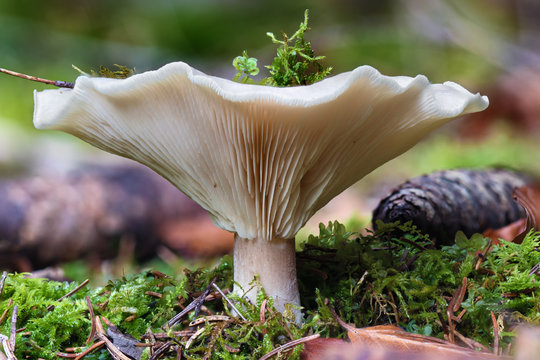 Close-up photo of a big mushroom on the mossy ground