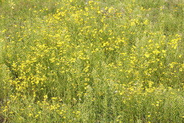 Blumenwiese mit gelben Sommerblumen