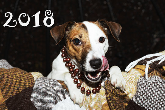 Jack Russell calendar 2018