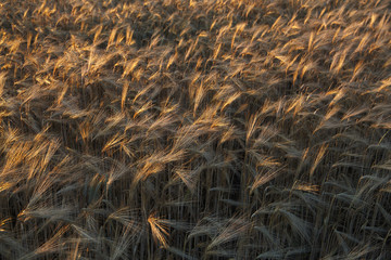 Barley field at evening