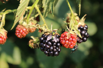 Fliege auf Brombeere