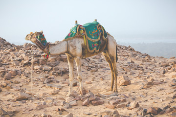 Camel lay with traditional Bedouin saddle in Egypt