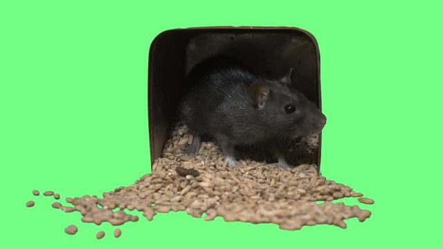rat in box on green screen