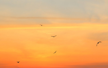 Fototapeta na wymiar Seagulls on background of sunrise sky in Thailand.