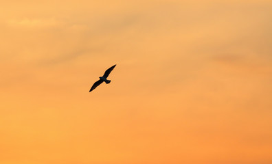 Fototapeta na wymiar Seagull on background of sunrise sky in Thailand.