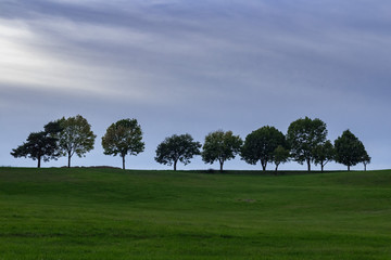 Deciduous trees on thee horizon