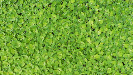 Top view water lettuce, Nature green leaf background and texture