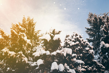 Snow falling on fir trees in winter