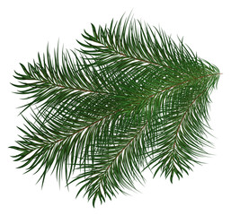Christmas tree branch and pine trees illustration white background