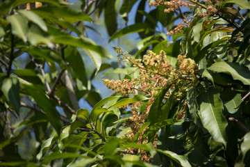 Mango tree blossoms of Mango flower.