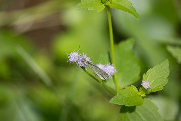 Small Violet of grass flower
