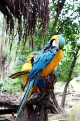beautiful macow parrots on branch.beautiful macow standing on branch
