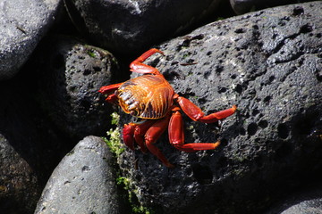 Rote Klippenkrabbe
