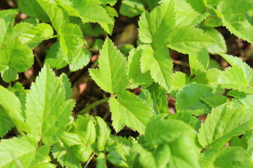 Giersch im Frühling 