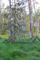 Obraz premium Old dead spruche tree with lichens in the woods