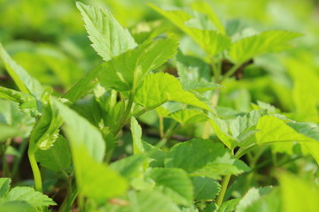 Giersch im Frühling