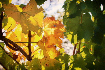 Autumnal grape leaves in green and yellow