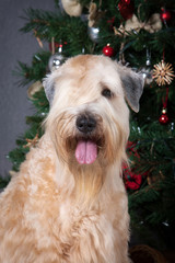 Dog. Irish soft coated wheaten terrier on Christmas background