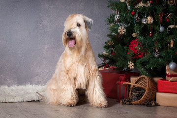 Dog. Irish soft coated wheaten terrier on Christmas background