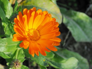 Orange Herbstblume