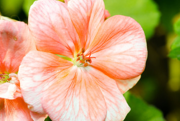 Beautiful pink orange geranium flower with stamens in the garden close up selective focus
