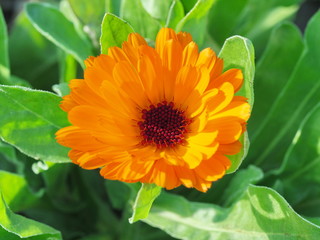 Orange Herbstblume