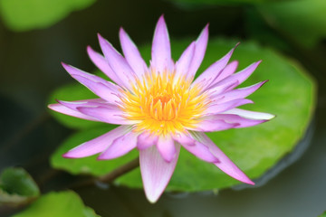 Close-up lotus flower,Beautiful lotus flower Blurred or blur soft focus