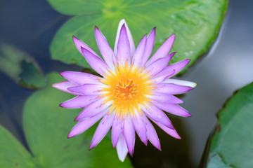 Close-up lotus flower,Beautiful lotus flower Blurred or blur soft focus