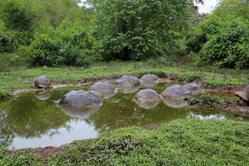 Galapagos-Riesenschildkröte