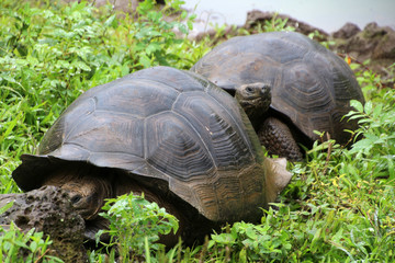 Galapagos-Riesenschildkröte