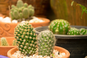 cactus flower in the flowerpot