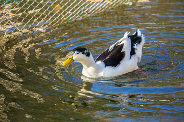 White duck with black spots in the pond city Park. Autumn day.