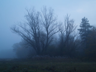 Obraz na płótnie Canvas foggy Night