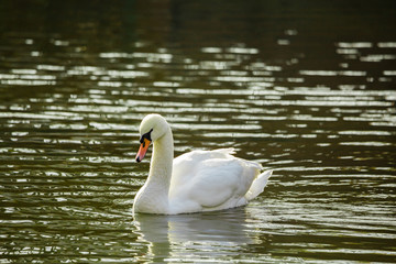 White Swan in the pond or on the lake. Blurred background.