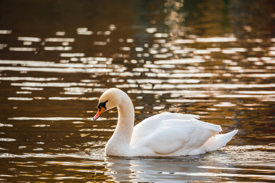 White Swan on the lake or in the pond. Blurred background. Golden sun reflections on the water.