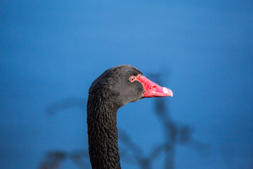 Fototapeta premium The head is black Swan on blurred blue background. Close-up.