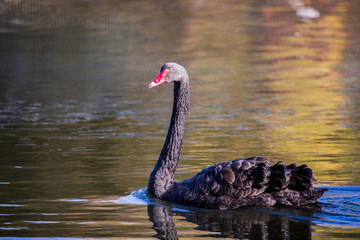 Black Swan on the lake or in the pond.