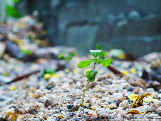 Little green trees on Earth