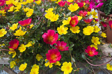 Obraz premium Pink dog rose Rosa Canina flowers