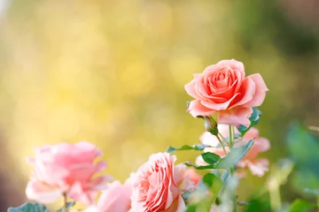 Deurstickers サーモンピンクのバラ © ひか