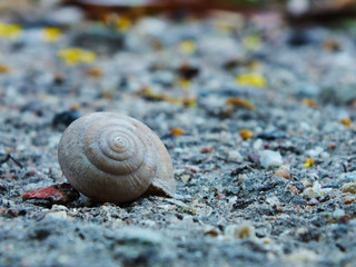 Snail shell on Earth