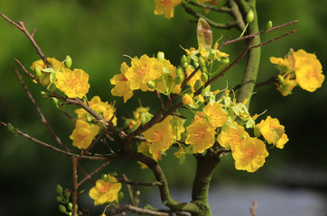 Hoa Mai tree (Ochna Integerrima) flower, traditional lunar new year in Vietnam