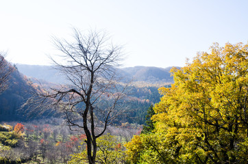 秋の裏磐梯・桜峠　紅葉と桜の枯木（福島県北塩原村）