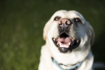 Dog, Labrador Retriever 