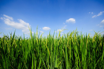 rice field on blue sky